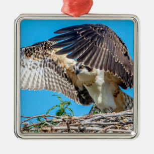 Junger Fischadler im Nest Silbernes Ornament