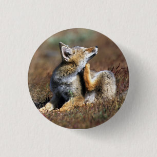 Junger Grauer Fuchs im Torres Del Paine Nationalpa Button