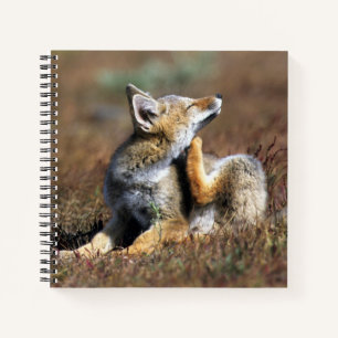 Junger Grauer Fuchs im Torres-Del-Paine-Nationalpa Notizbuch