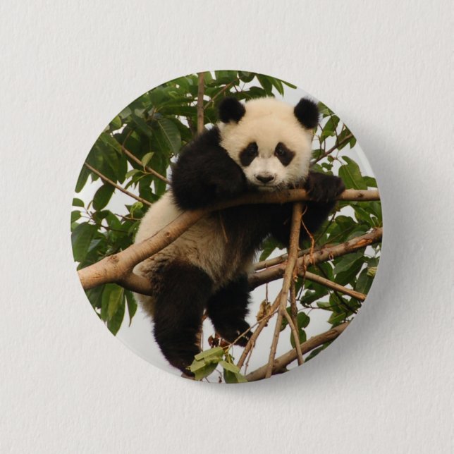 Junger großer Panda Button (Vorderseite)