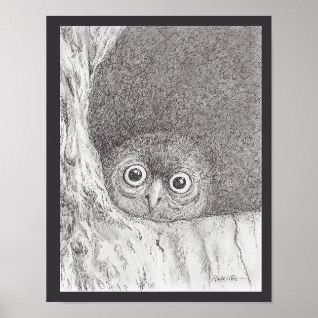 Junger Habichtskauz-Druck Poster (Vorne)