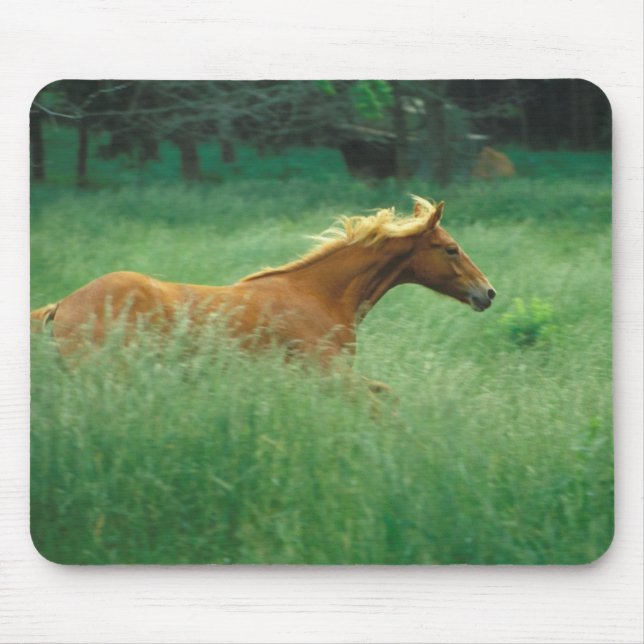 Junger Hengst läuft durch Wiese Mousepad (Vorne)
