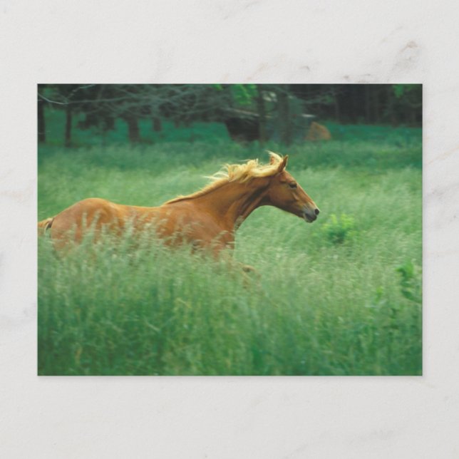 Junger Hengst läuft durch Wiese Postkarte (Vorderseite)