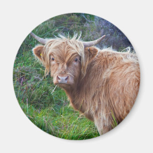 Junger Highland-Rind-Magnet Magnet