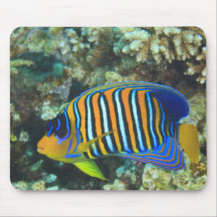 Junger Königlicher Engelfisch Pygoplites Mousepad