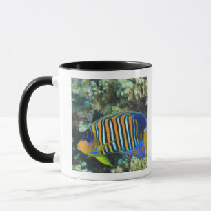 Junger Königlicher Engelfisch Pygoplites Tasse