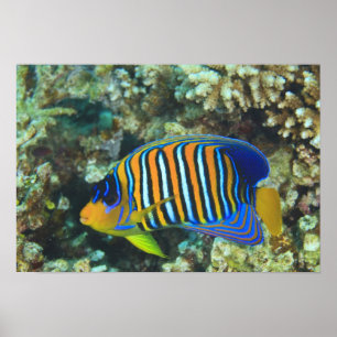 Junger Königlicher Pygoplites-Engelfisch Poster