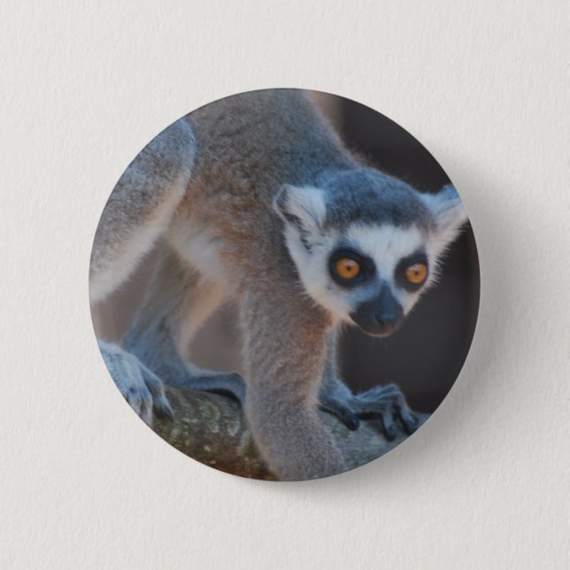 Junger Lemur-Knopf Button (Vorderseite)