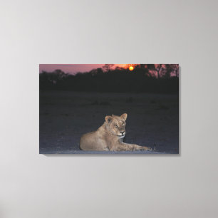 Junger Löwe am Sonnenaufgang Leinwanddruck