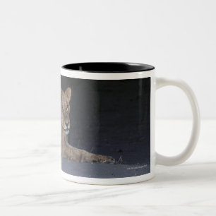 Junger Löwe am Sonnenaufgang Zweifarbige Tasse