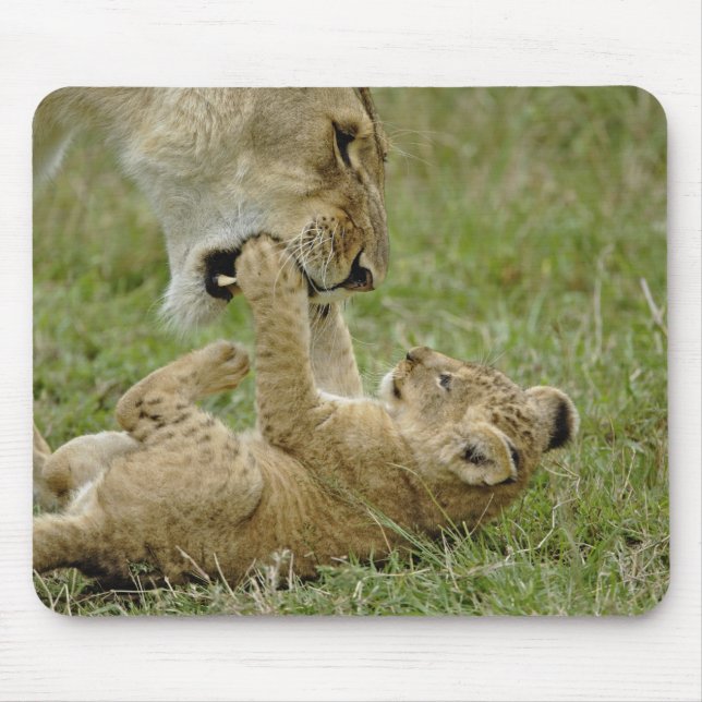 Junger Löwe spielt Mousepad (Vorne)