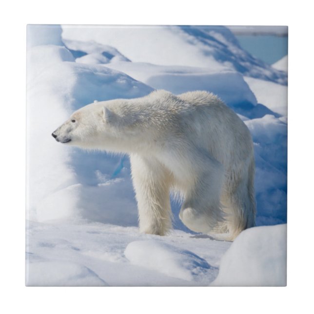 Junger männlicher Eisbär Fliese (Vorderseite)