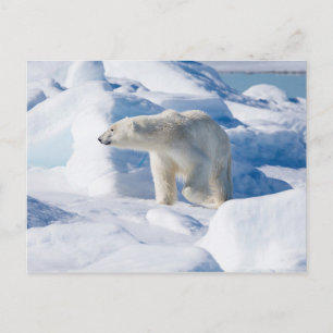 Junger männlicher Eisbär Postkarte