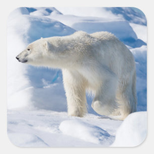 Junger männlicher Eisbär Quadratischer Aufkleber