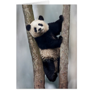 Junger Panda klettert auf einen Baum, China