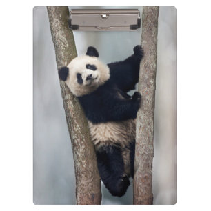 Junger Panda klettert auf einen Baum, China Klemmbrett