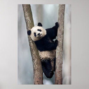 Junger Panda klettert auf einen Baum, China Poster