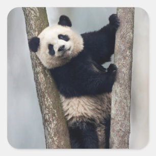 Junger Panda klettert auf einen Baum, China Quadratischer Aufkleber