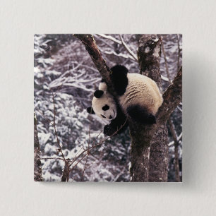 Junger Panda spielt auf einem mit Schnee bedeckten Button