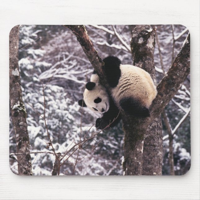 Junger Panda spielt auf einem mit Schnee bedeckten Mousepad (Vorne)