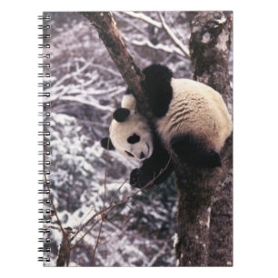Junger Panda spielt auf einem mit Schnee bedeckten Notizblock