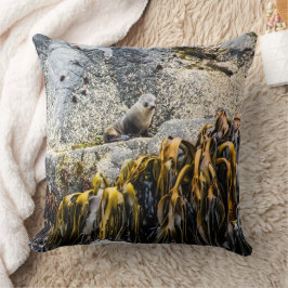 Junger Pelz Siegel auf dem Felsen Kissen