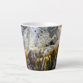 Junger Pelz Siegel auf dem Felsen Milchtasse