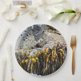 Junger Pelz Siegel auf dem Felsen Pappteller