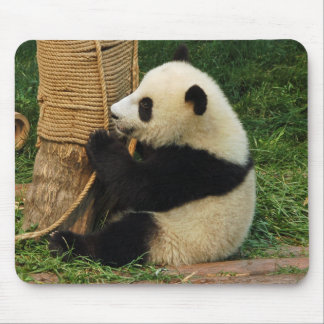 Junger riesiger Panda Mousepad