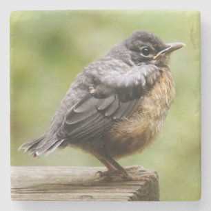 Junger Robin Steinuntersetzer