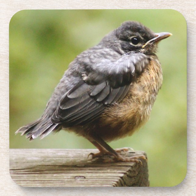 Junger Robin Untersetzer (Vorderseite)