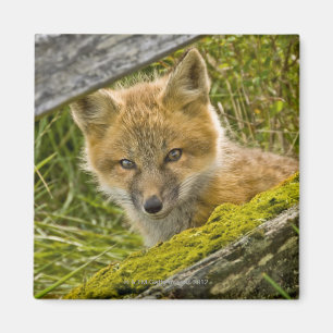 Junger roter Fox, der durch Zaun auf San Juan Magnet
