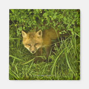 Junger roter Fox, der vom Verstecken in den Magnet