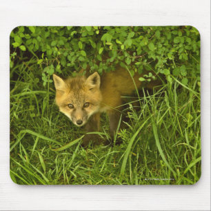 Junger roter Fox, der vom Verstecken in den Mousepad