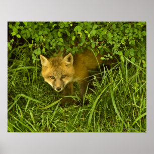 Junger roter Fox, der vom Verstecken in den Poster