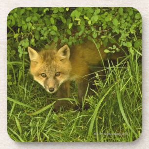 Junger roter Fox, der vom Verstecken in den Untersetzer