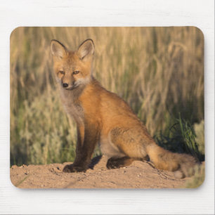 Junger Rotfuchs zur goldenen Stunde Mousepad