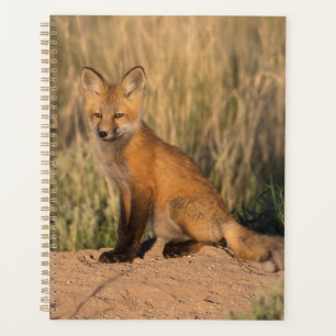 Junger Rotfuchs zur goldenen Stunde Planer