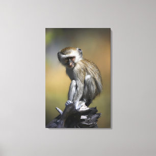 Junger Vervet Affe (Cercopithecus aethiops) herein Leinwanddruck