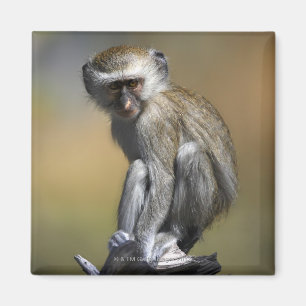 Junger Vervet Affe (Cercopithecus aethiops) herein Magnet