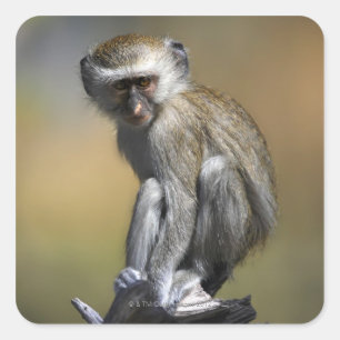 Junger Vervet Affe (Cercopithecus aethiops) herein Quadratischer Aufkleber