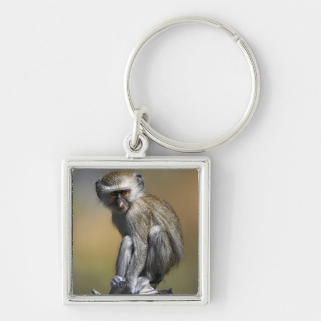 Junger Vervet Affe (Cercopithecus aethiops) herein Schlüsselanhänger (Vorne)