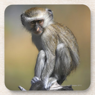 Junger Vervet Affe (Cercopithecus aethiops) herein Untersetzer
