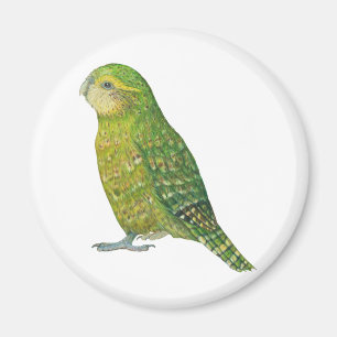 Junger weiblicher Kakapo Magnet