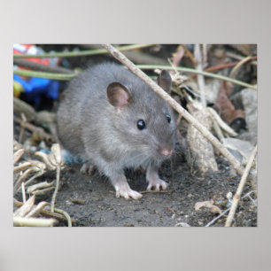 Junger wilder Ratten-Druck Poster
