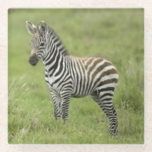 Junger Zebra im Serengeti schlicht Glasuntersetzer
