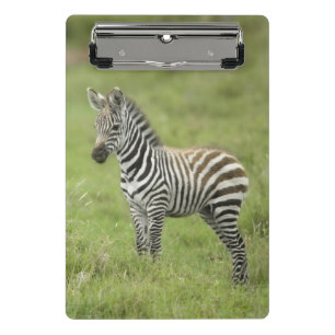 Junger Zebra im Serengeti schlicht Mini Klemmbrett