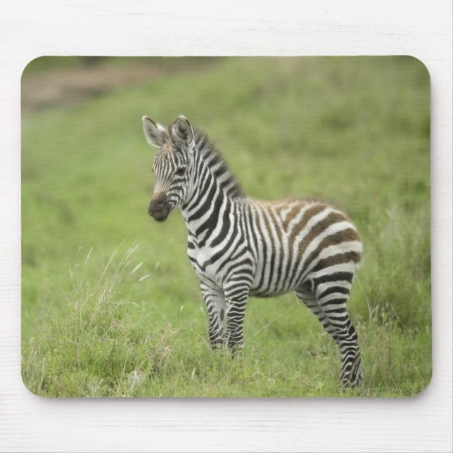 Junger Zebra im Serengeti schlicht Mousepad (Vorne)