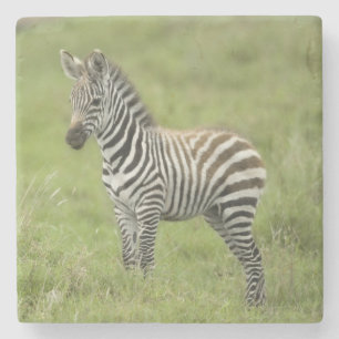 Junger Zebra im Serengeti schlicht Steinuntersetzer