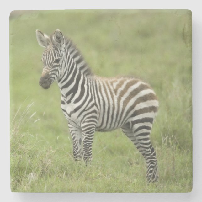 Junger Zebra im Serengeti schlicht Steinuntersetzer (Vorderseite)